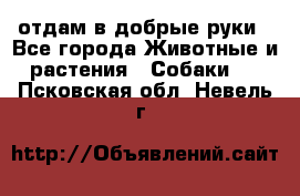 отдам в добрые руки - Все города Животные и растения » Собаки   . Псковская обл.,Невель г.